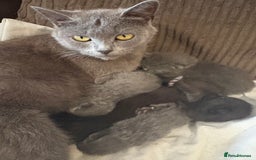 British Shorthair cats for sale: British Shorthair pedegree  Kittens  - Image 21