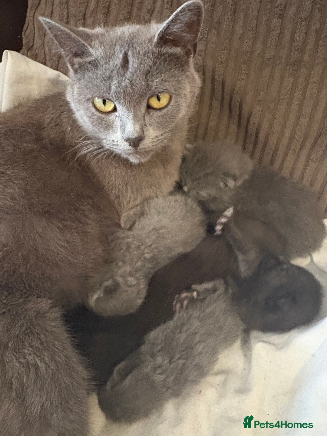 British Shorthair cats for sale: British Shorthair pedegree  Kittens  - Image 21