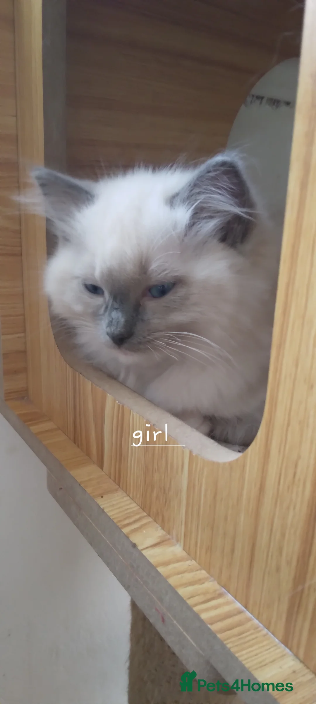 Ragdoll cats for sale: Adorable purebred Ragdoll kittens gccf registered  - Advert 2