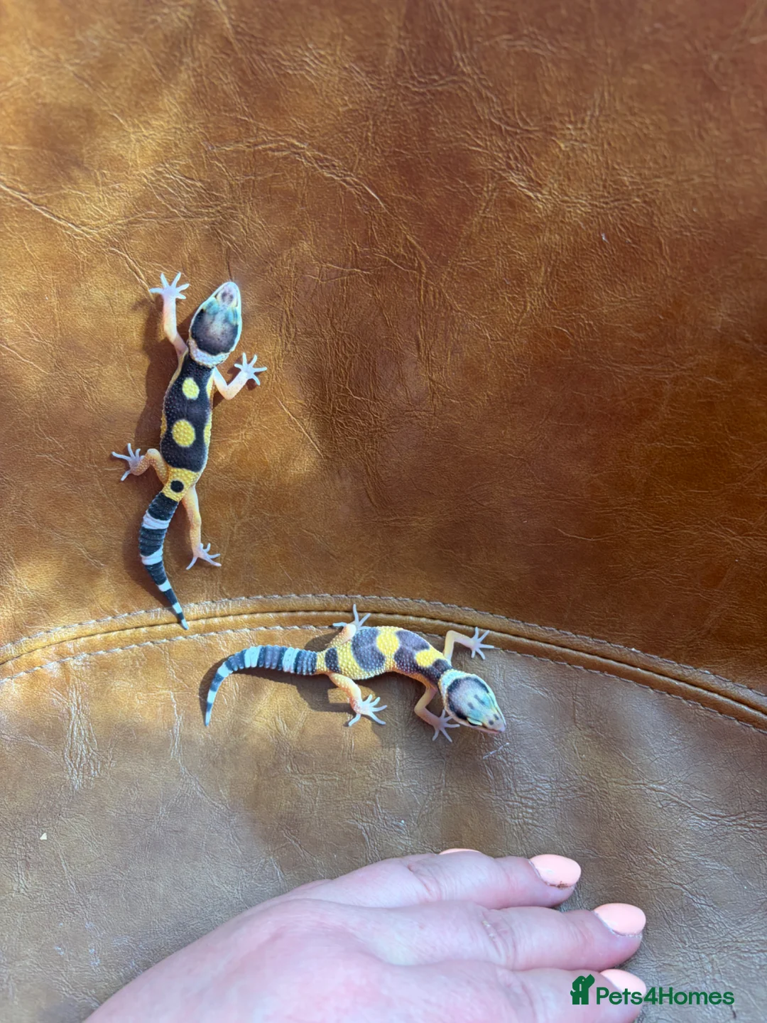 Leopard Gecko reptiles for sale: Leopard gecko babies  - Advert 2