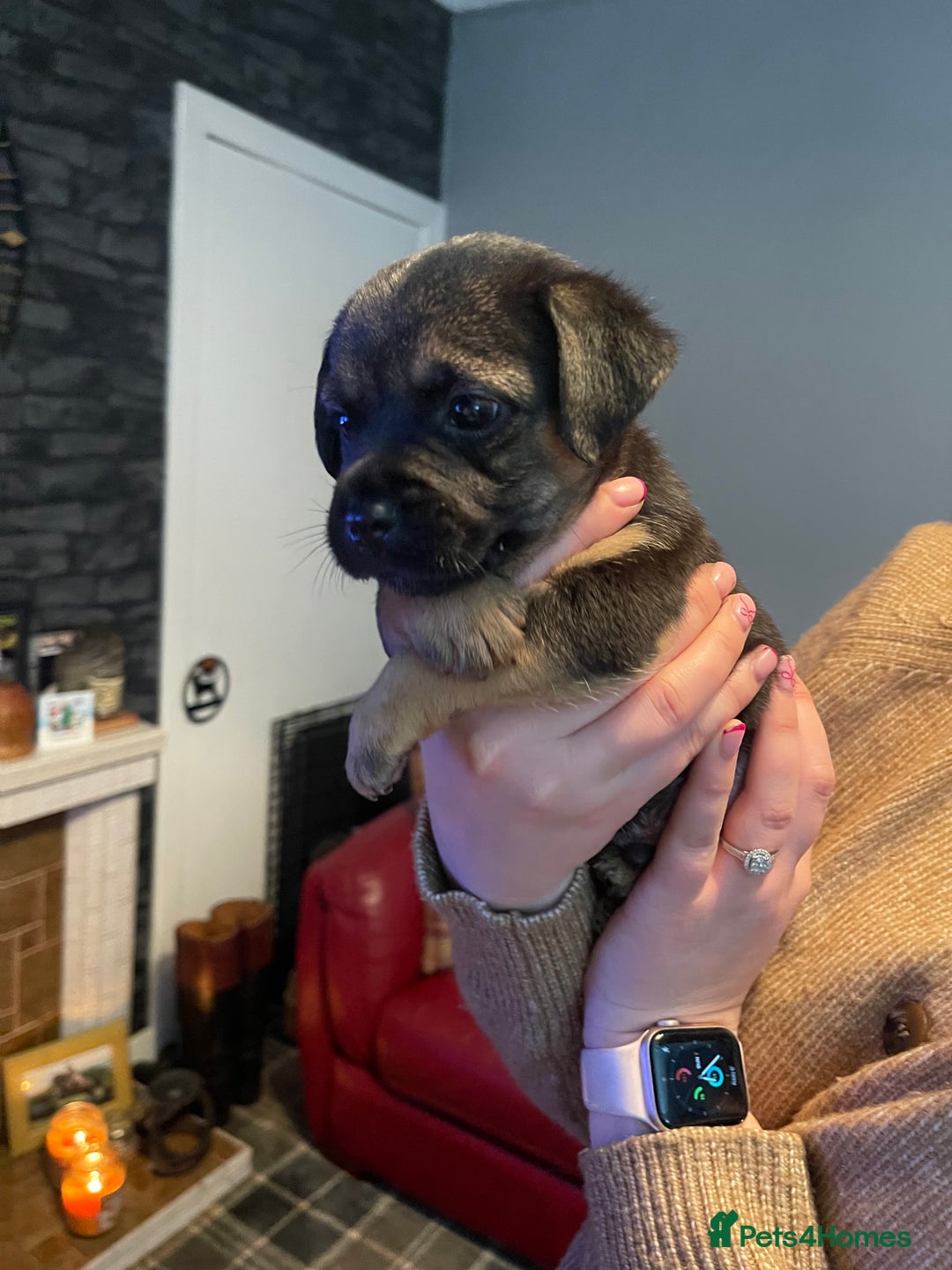 Border Terrier dogs for sale: Border Terrier Pups - Advert 24