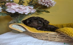 Cockapoo dogs for sale: Gorgeous Cockapoo puppies - Image 10