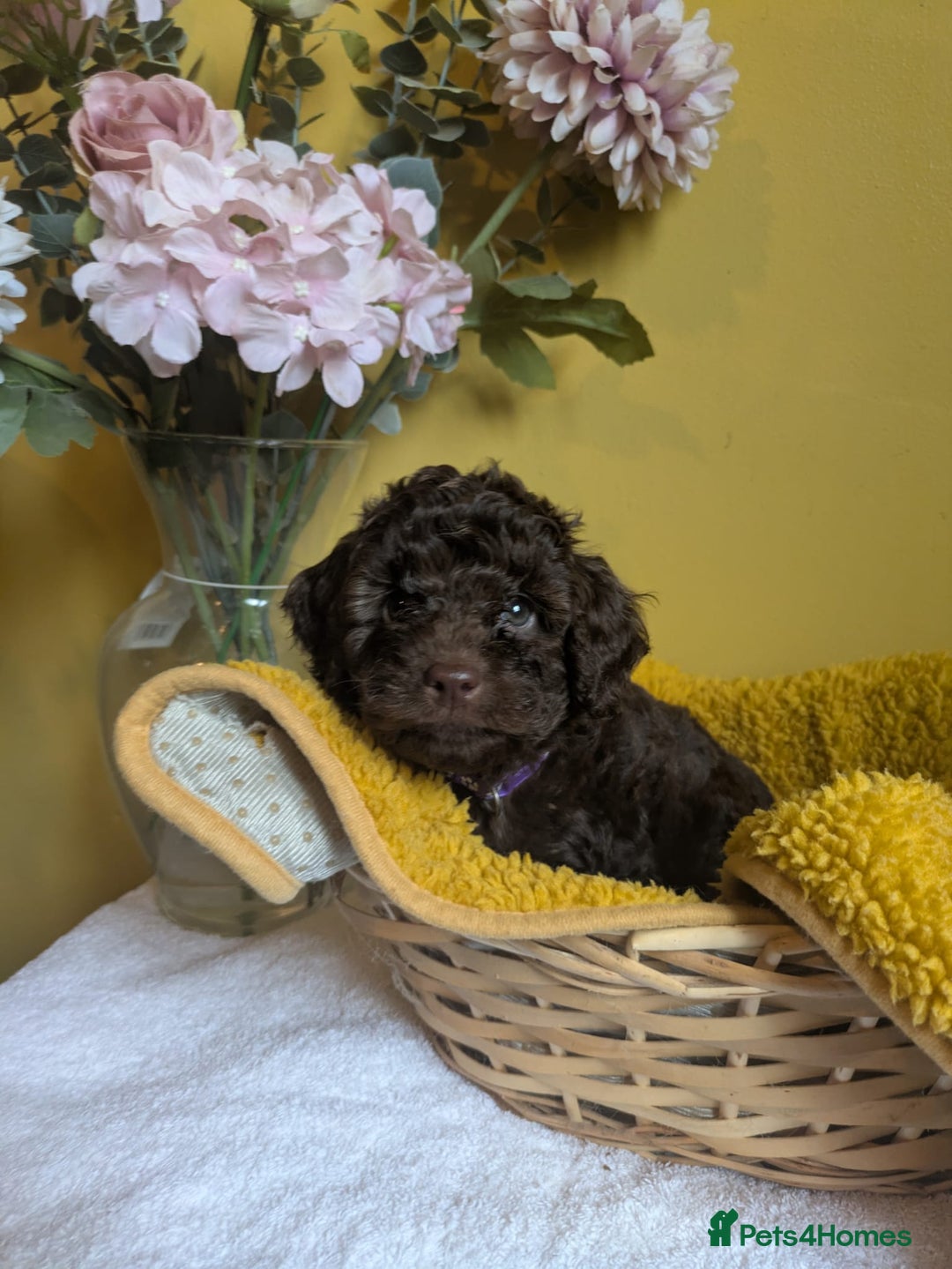 Cockapoo dogs for sale: Gorgeous Cockapoo puppies - Image 10