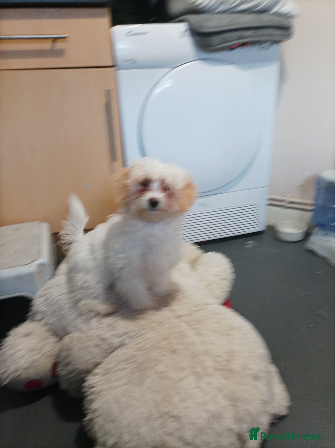 Maltipoo dogs for sale: Beautiful Maltipoo puppies  - Advert 18