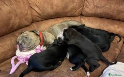 Mixed Breed dogs for sale: Bullador puppies  - Image 6
