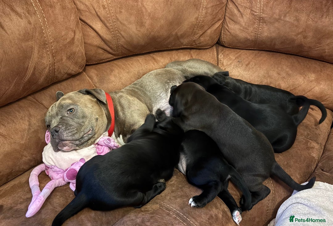 Mixed Breed dogs for sale: Bullador puppies  - Image 6