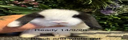Mini Lop rabbits for sale: 🐰Pure breed mini lops ready to go 🐰 - Advert 16