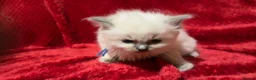 Ragdoll cats for sale: Beautiful fluffy blue and lilac Ragdoll kittens in Doncaster - Advert 9