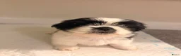 Shih Tzu dogs for sale: Shih Tzu puppies ready for there forever Home in Godalming - Advert 12