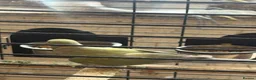 Ringnecks birds for sale: Male purple and olive - Advert 3