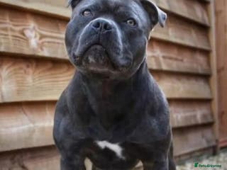 Staffordshire Bull Terrier dogs 🇬🇧 ONE & ONLY HERCULES, BLUE HEALTH TESTED STUD in Abingdon - Advert 20