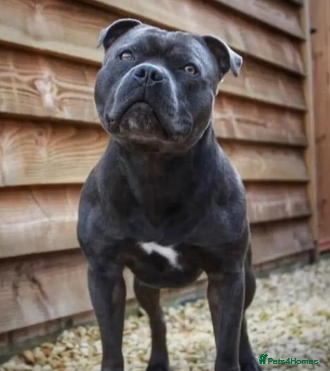 Staffordshire Bull Terrier dogs for stud: 🇬🇧 ONE & ONLY HERCULES, BLUE HEALTH TESTED STUD in Abingdon - Advert 3