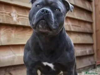 Staffordshire Bull Terrier dogs 🇬🇧 ONE & ONLY HERCULES, BLUE HEALTH TESTED STUD in Abingdon - Advert 15