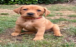Labrador Retriever dogs for sale: 3 beautiful bitch puppies - Image 6