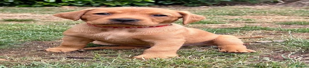 Labrador Retriever Puppy 3
