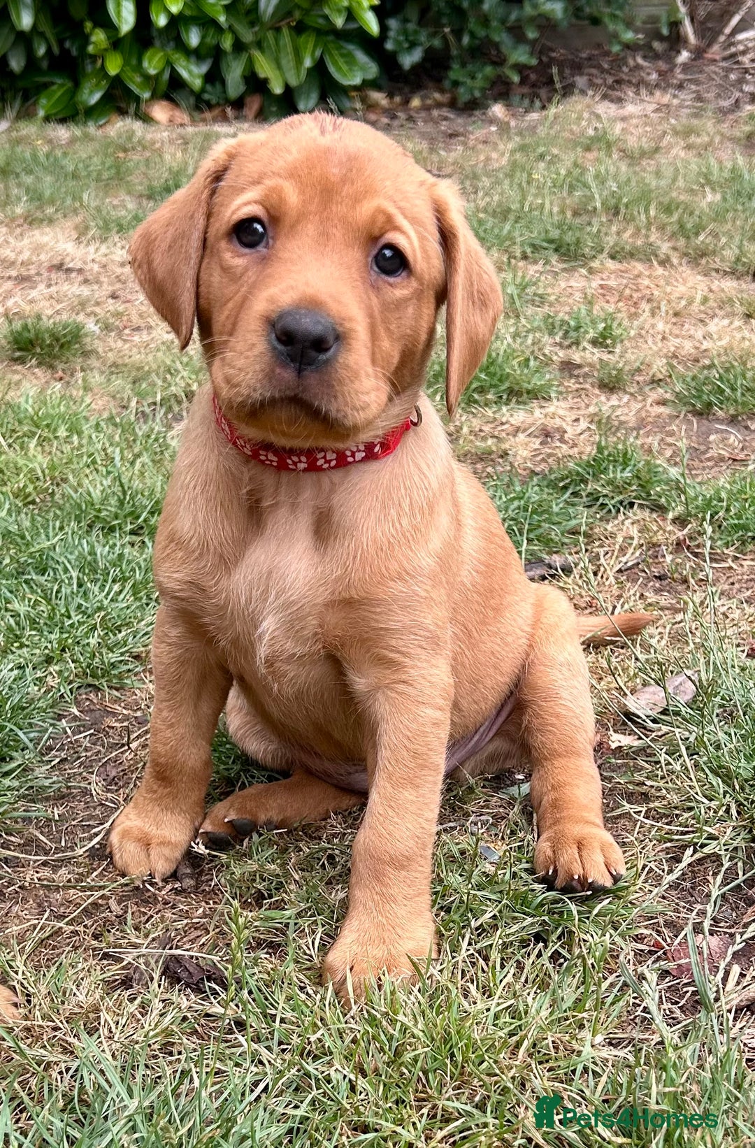 Labrador Retriever dogs for sale: 3 beautiful bitch puppies - Image 6
