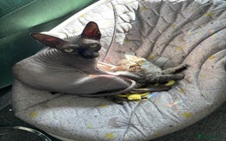 Persian cats for sale: Silver black tabby Persian mix kittens  - Image 10