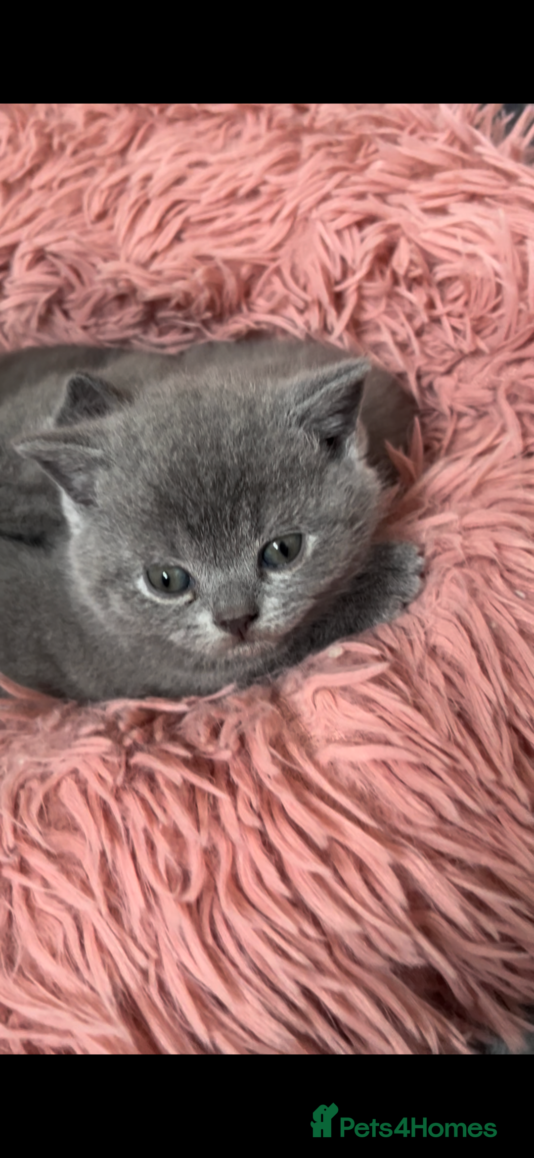 British Shorthair cats for sale: Beautiful Blue British Shorthair Kittens - Advert 3