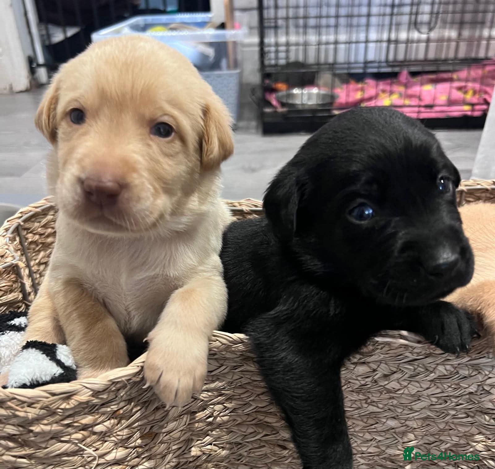 Labrador Retriever dogs Kc registered labradors  - Advert 5