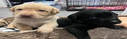 Labrador Retriever dogs for sale: 1 boy left! Kc registered labradors! - Advert 1