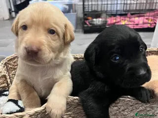 Labrador Retriever dogs Kc registered labradors - Advert 5