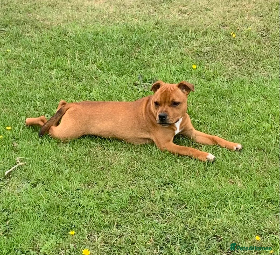 Staffordshire Bull Terrier dogs for sale:  KC registered red Staffords Bull terriers - Image 5
