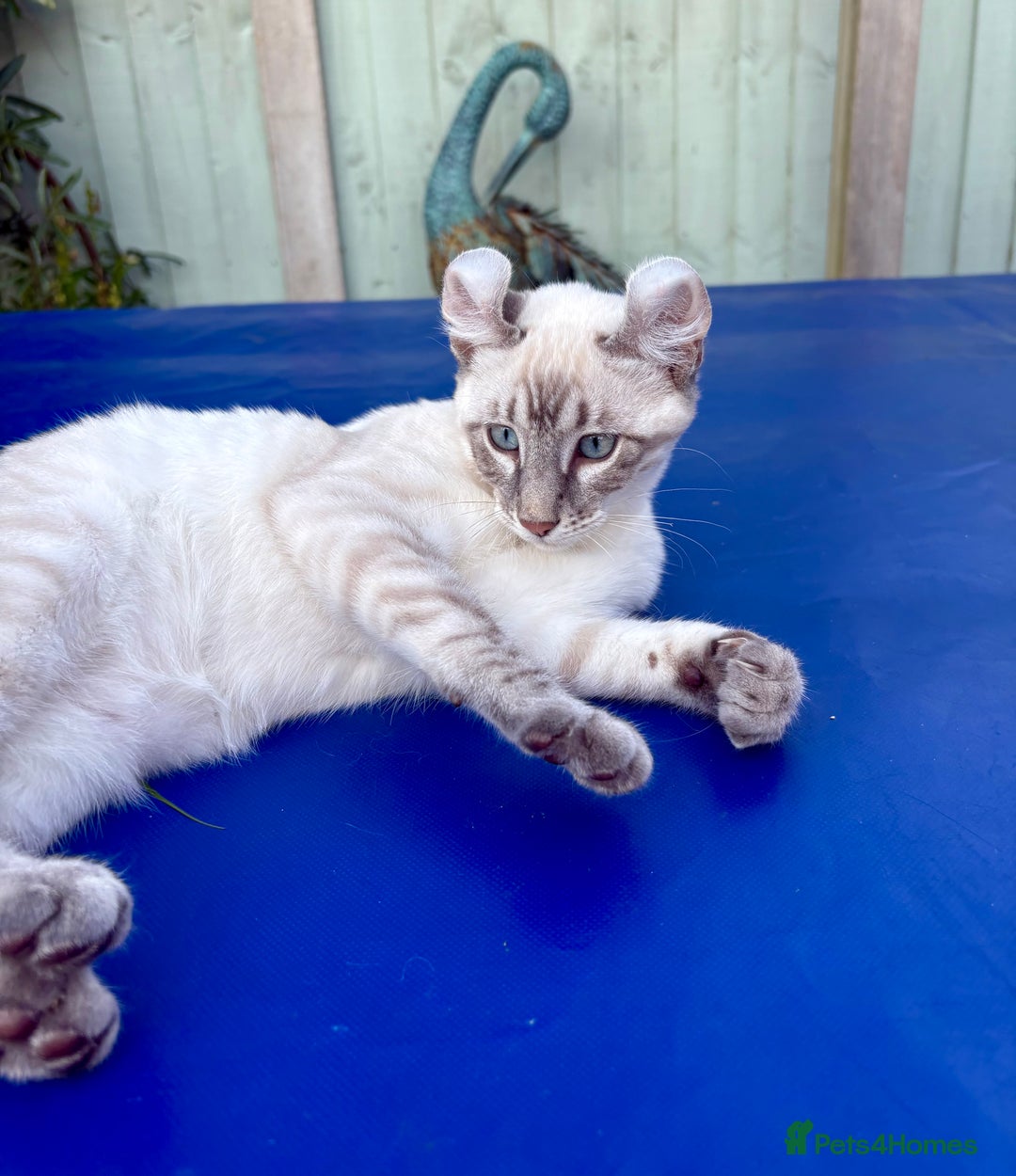 Bengal cats for sale: Stunning rare female  - Image 33