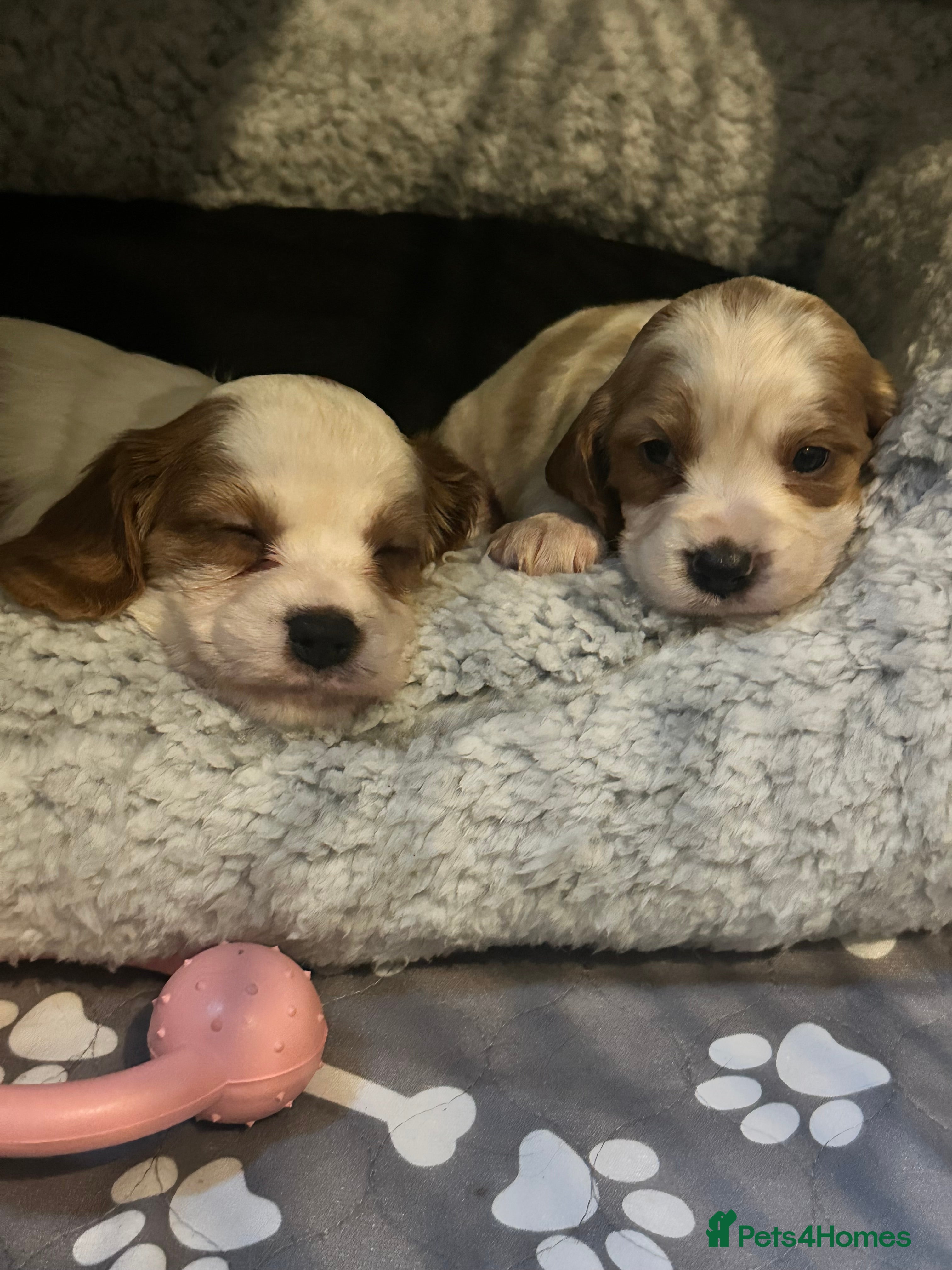 Cockalier dogs Cockalier puppies  - Advert 2