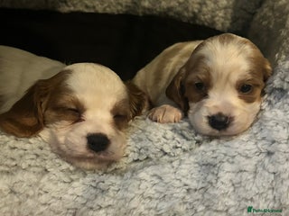 Cockalier dogs Cockalier puppies - Advert 2