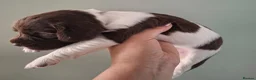 English Springer Spaniel dogs for sale: English Springer Spaniel Puppies in Nottingham - Advert 9