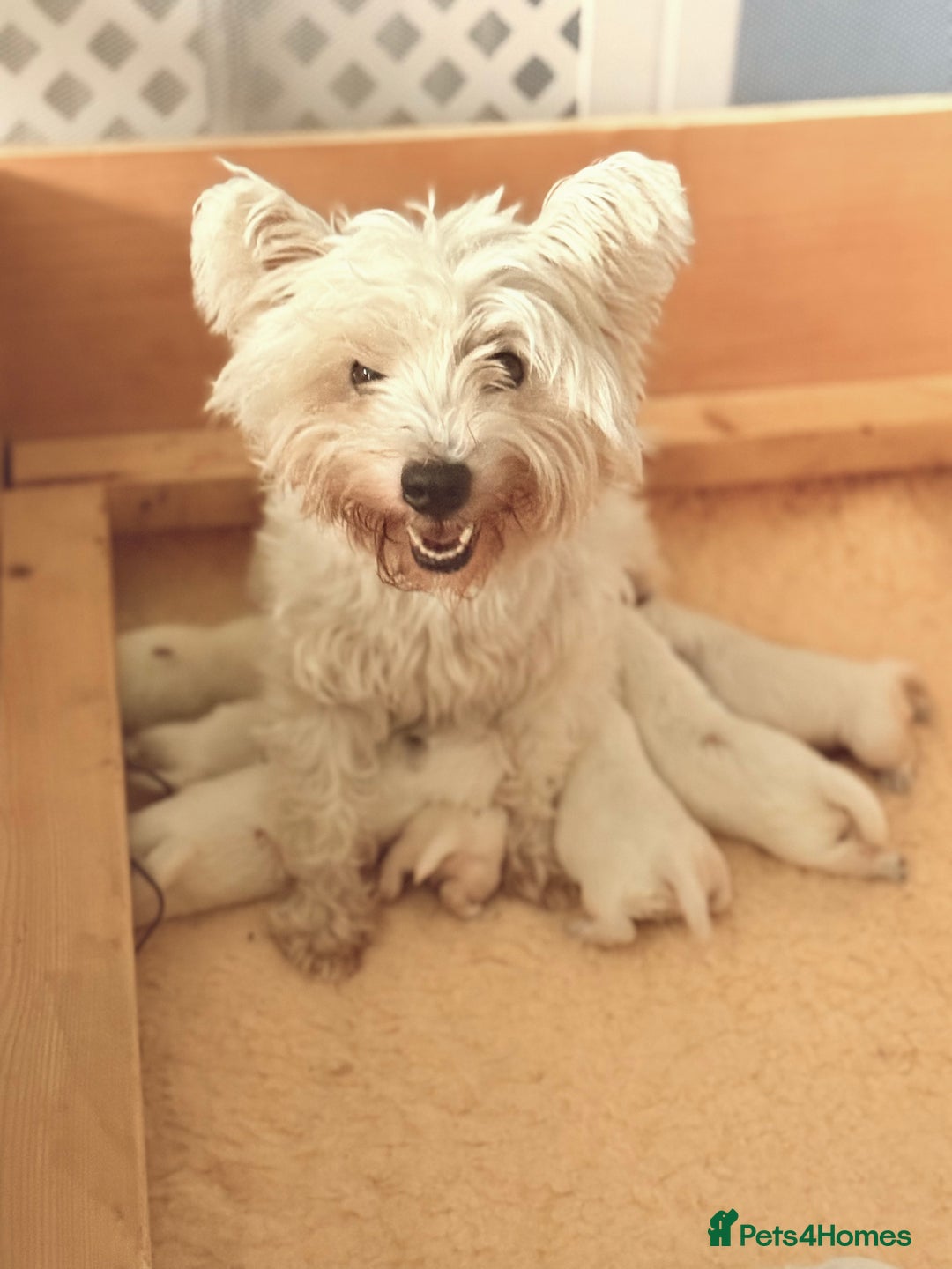 West Highland Terrier dogs for sale: West Highland Terrier Puppies for Loving Homes - Image 5