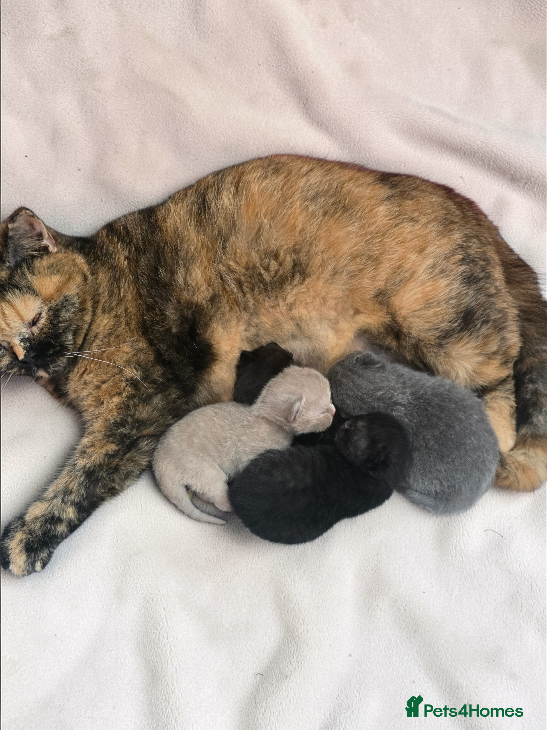 British Shorthair cats Beautiful kittens looking forever home 🏡 😍  - Advert 2