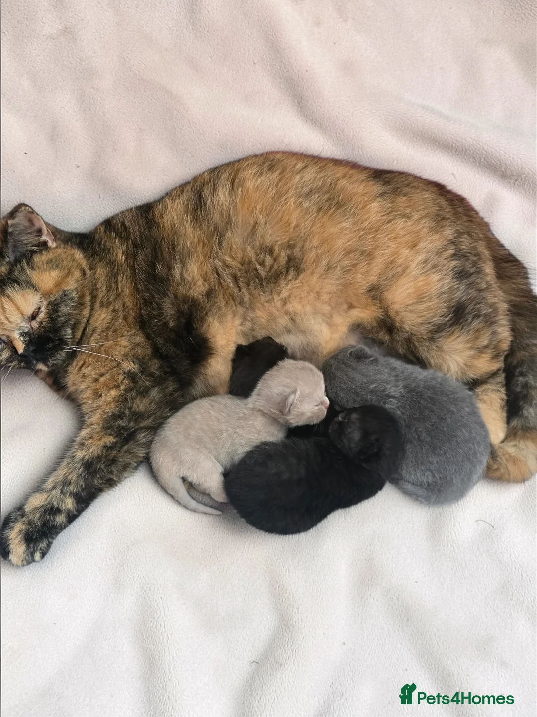 British Shorthair cats for sale: Beautiful kittens looking forever home 🏡 😍  - Advert 1