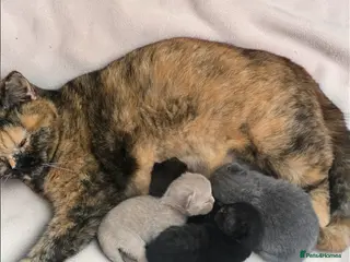 British Shorthair cats Beautiful kittens looking forever home 🏡 😍 - Advert 2