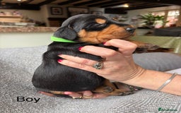 Mixed Breed dogs for sale: lurcher x Vizsla  - Image 8