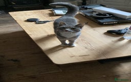 British Shorthair cats for sale: Misty & Bella - Image 5