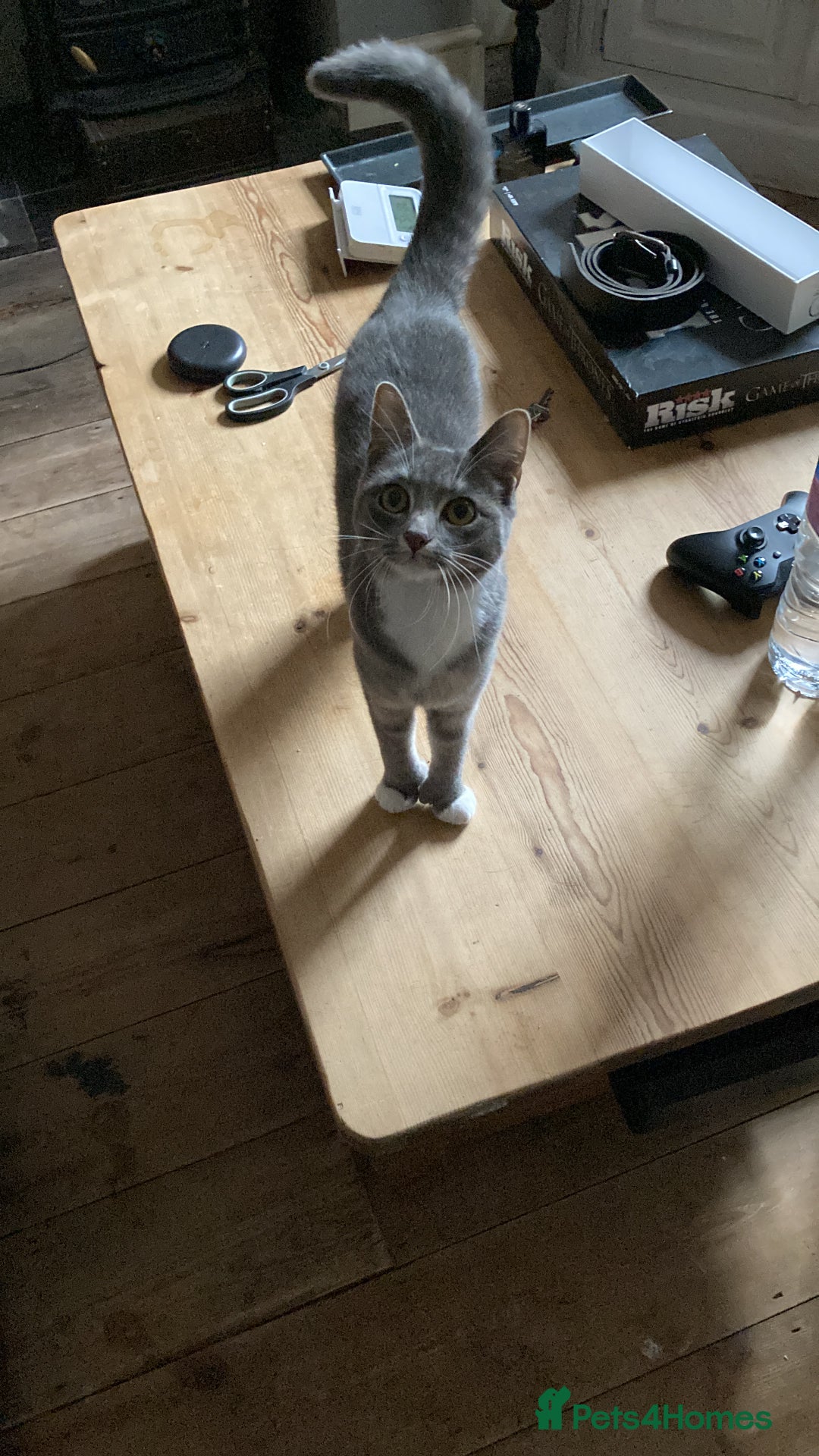 British Shorthair cats for sale: Misty & Bella - Image 5