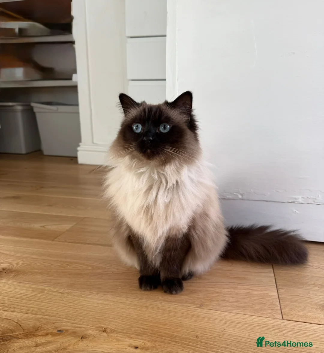 Ragdoll cats for sale: Loving home wanted for my beautiful indoor cats  - Advert 10