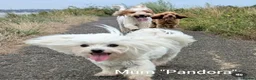 Maltipoo dogs for sale: F1 Asian Toy Maltipoo Due - Advert 7