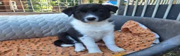 Border Collie dogs for sale: Beautiful fluffy Collie Pups for Sale - Advert 4