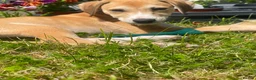 Mixed Breed dogs for sale: Goose - Advert 7
