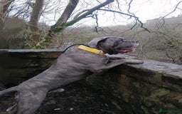 Cane Corso dogs for stud: Proven Cane Corso Stud from Champion Lines in Glasgow - Image 5