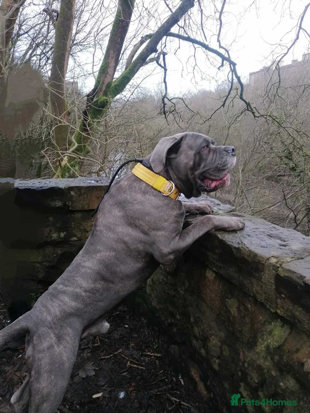 Cane Corso dogs for stud: Proven Cane Corso Stud from Champion Lines in Glasgow - Advert 5