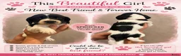 Sprocker dogs for sale: F1 sprocker puppies  in Bargoed - Advert 23