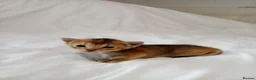 Mixed Breed cats for sale: Abyssinian X from outcross programme - Advert 15