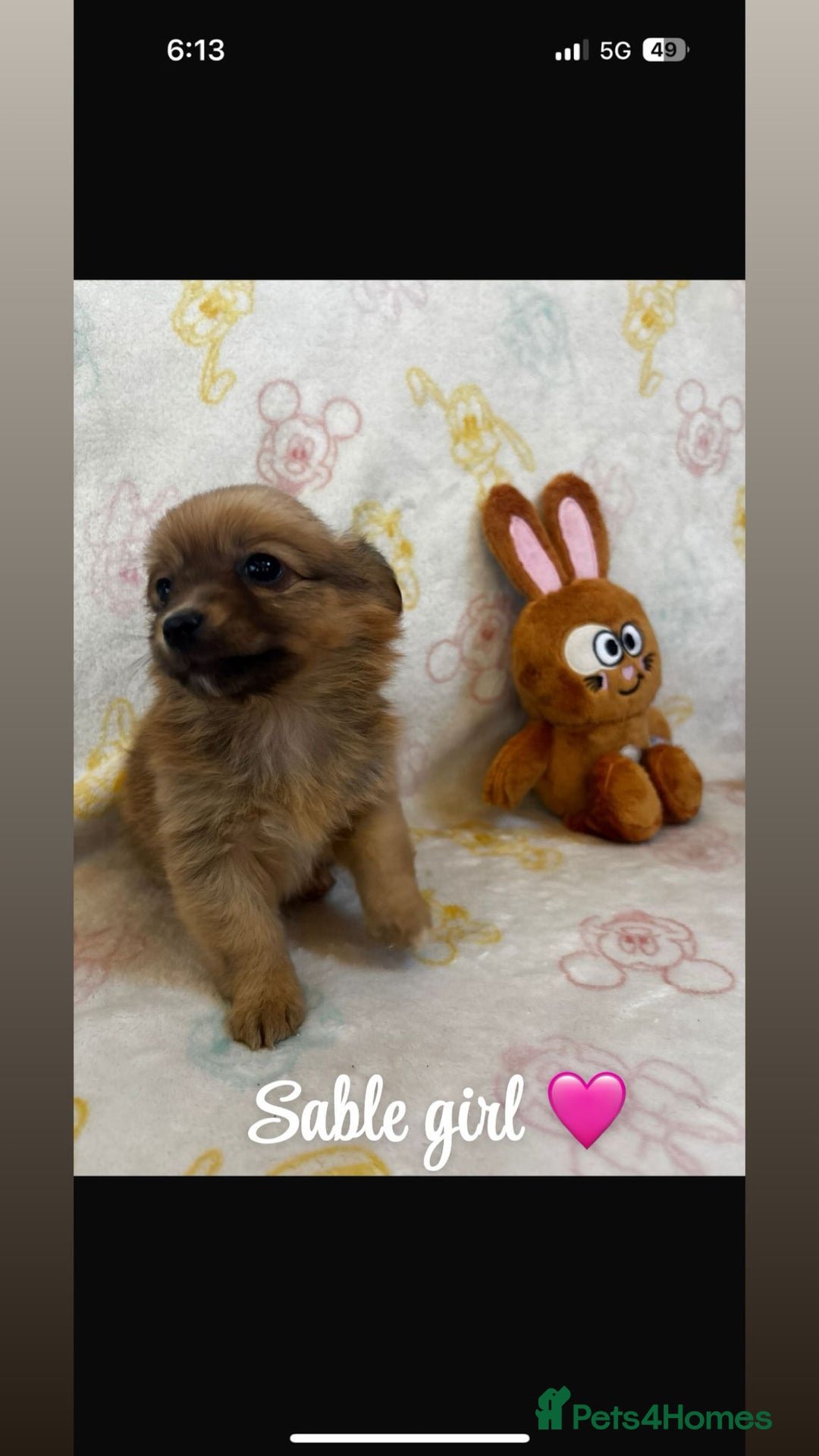 Chihuahua dogs for sale: Chihuahua puppies  - Image 4
