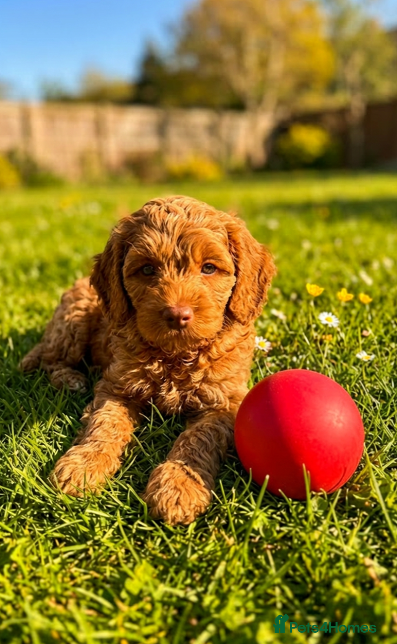 Australian Labradoodle dogs Last minute cancellation💙♥️Australian labradoodle - Advert 1