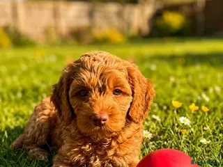 Australian Labradoodle dogs Last minute cancellation💙♥️Australian labradoodle - Advert 1