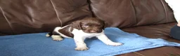 English Springer Spaniel dogs for sale: A Lovely Litter of English Springer Spaniels - Advert 13