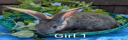 Continental Giant rabbits for sale: Continental Giant babies - Advert 6